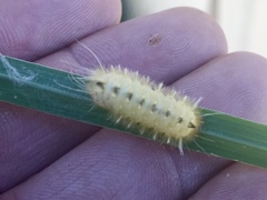 Pygarctia roseicapitis