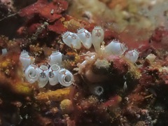 Ecteinascidia bandaensis