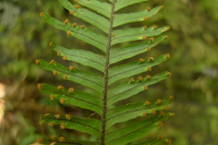 Prosaptia contigua