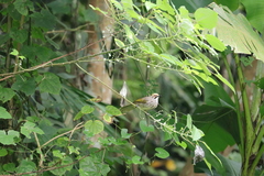 Pycnonotus zeylanicus