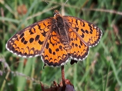 Melitaea trivia