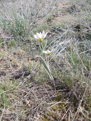 Tulipa biflora