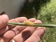 Pygarctia roseicapitis