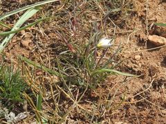 Tulipa biflora