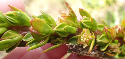 Image of Lawrencia spicata by no rights reserved