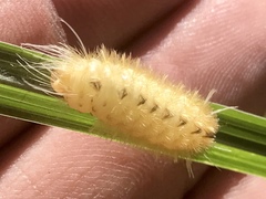 Pygarctia roseicapitis