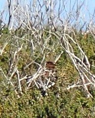 Stipiturus malachurus