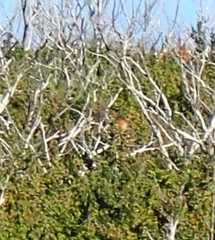 Stipiturus malachurus