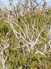 Stipiturus malachurus