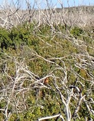 Stipiturus malachurus