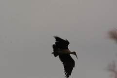 Bostrychia hagedash hagedash