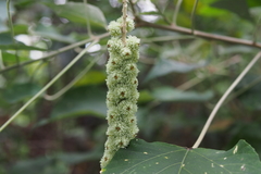 Mallotus apelta