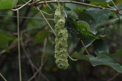 Mallotus apelta