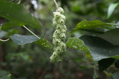 Mallotus apelta