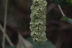 Mallotus apelta