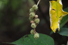 Mallotus apelta