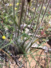 Caladenia straminichila