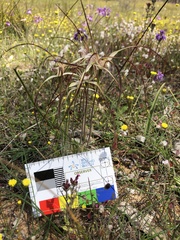 Caladenia straminichila