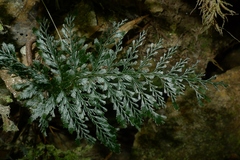 Abrodictyum dentatum