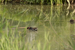 Gallinula chloropus meridionalis