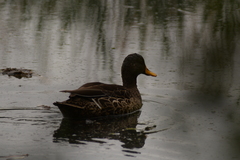 Anas undulata undulata