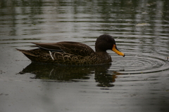 Anas undulata undulata