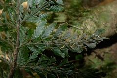 Abrodictyum dentatum