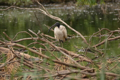 Threskiornis aethiopicus