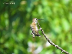 Heliomaster constantii