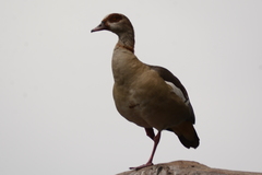 Alopochen aegyptiaca