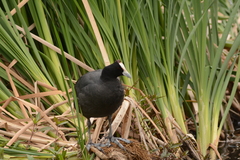 Fulica cristata