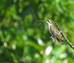Heliomaster constantii