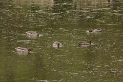 Anas undulata undulata