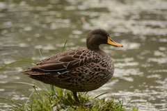 Anas undulata undulata