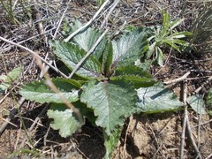 Verbascum phoeniceum