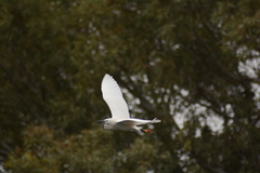 Egretta garzetta garzetta