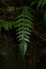 Asplenium insiticium