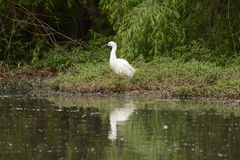 Egretta garzetta garzetta