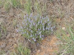 Veronica multifida