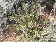 Veronica multifida