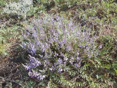 Veronica multifida
