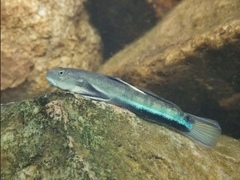 Sicyopterus longifilis