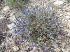 Veronica multifida