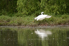 Egretta garzetta garzetta
