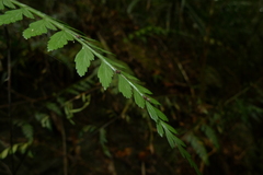 Asplenium insiticium