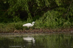 Egretta garzetta garzetta