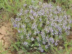 Veronica multifida