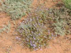 Veronica multifida