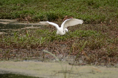 Egretta garzetta garzetta