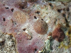 Asteronotus mimeticus